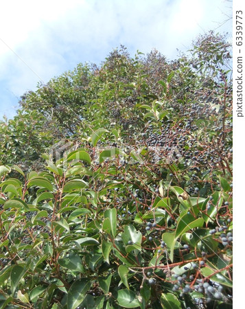 Toe mimicip tree 6339773