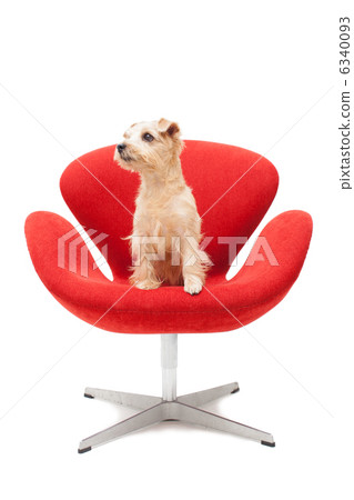 Norfolk terrier sitting on chair 6340093