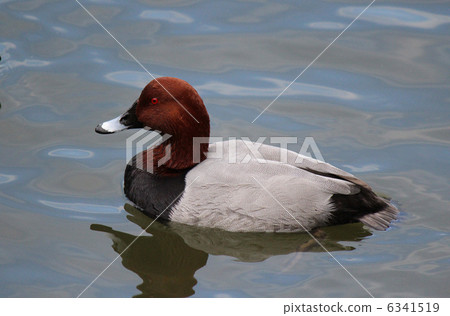 紅頭潛鴨 紅頭潛鴨 6341519