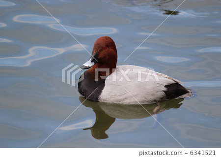 紅頭潛鴨 6341521