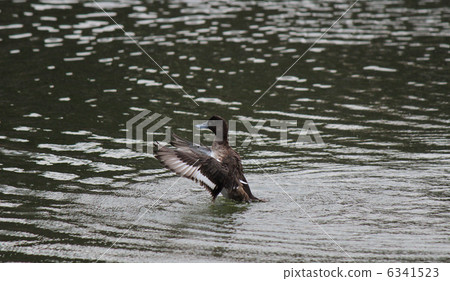 火紅的鴨子 6341523