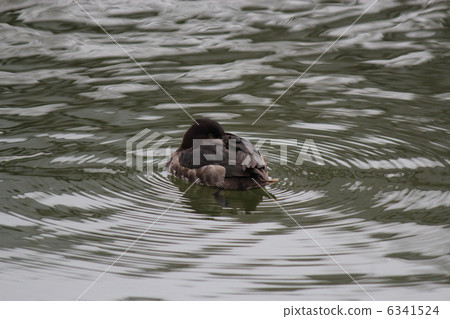Ducks and ripples 6341524