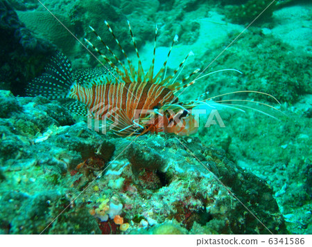 Hanturkey魚 6341586