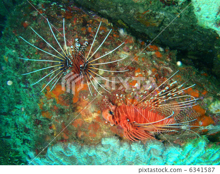 Hanturkey魚 6341587