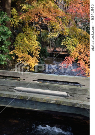 Kamigamo Shrine，一座帶橋的小溪 6341946