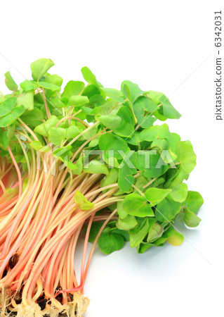 Buckwheat sprout 6342031