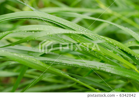 草和水滴 6342042