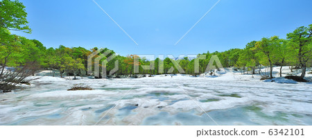 新鮮的綠色山毛櫸森林 6342101