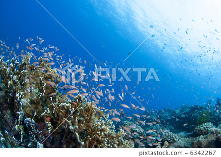 飛行在海底上的一群小魚 6342267