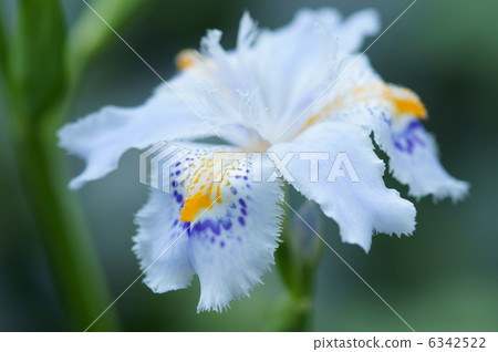 它似乎也寫成Shaka Tachibana花。 它似乎也寫成Shaka Tachibana花。 6342522