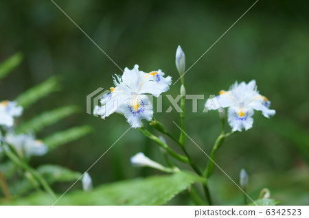 It also seems to be written as Shaka Tachibana flower. 6342523