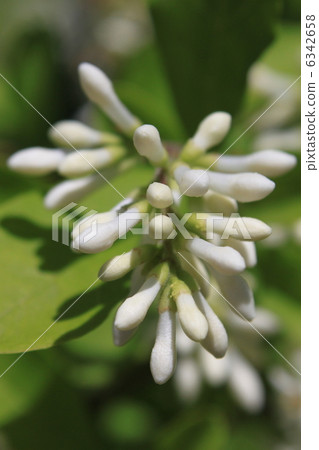 Bud of Ibotanoki 6342658