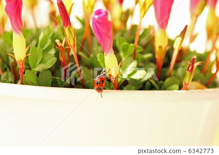 Oxalis with ladybird stopped Oxalis with ladybird stopped 6342773
