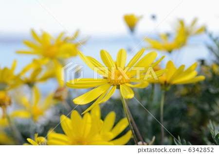 Enoshima Samuel咆哮花園的Erioops雛菊 6342852