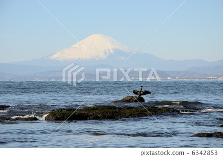 Enoshima, cormorant to dry feathers on the coast and Mt. Fuji Enoshima, cormorant to dry feathers on the coast and Mt. Fuji 6342853