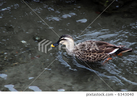 鴨 鴨 6343040