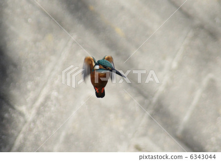 懸停翠鳥 6343044