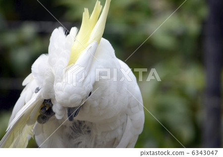 鸚鵡 鸚鵡 6343047