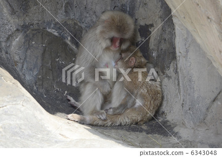 日本猿的父母和孩子 6343048