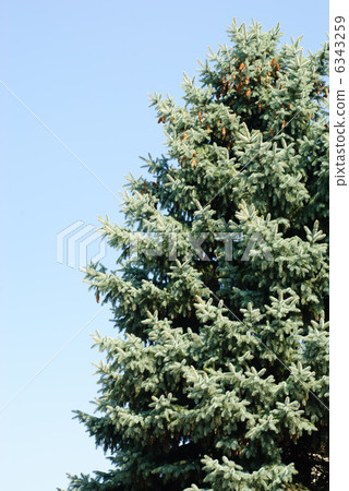 Blue spruce on the blue  sky background 6343259