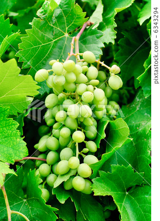 grapes on green leaves background grapes on green leaves background 6343294