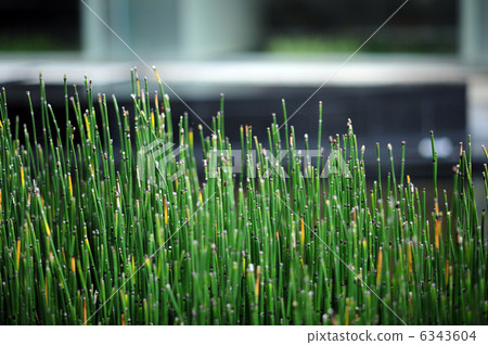 Toxa-3 Toxa-3 6343604