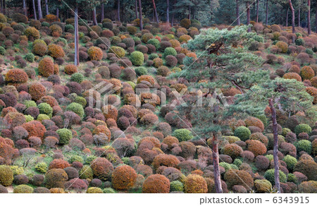 Autumn leaves-a 6343915