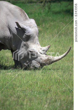 White Rhinoceros 6343956