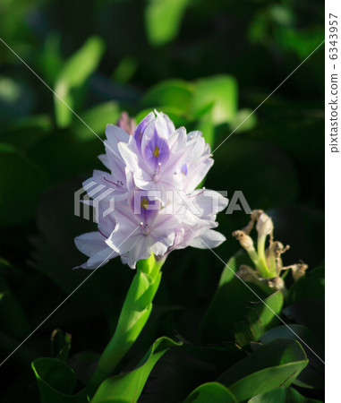 Flower of a water hyacinth 6343957