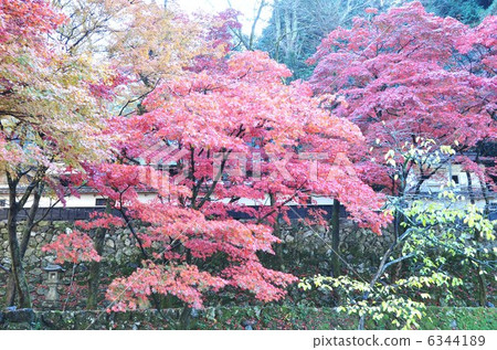 Yokodoji in autumn 6344189