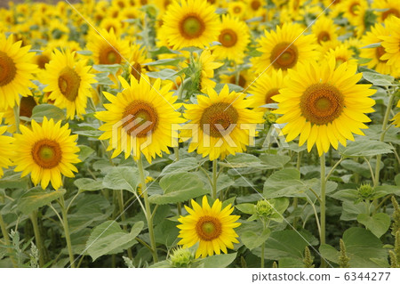 Sun Flower Sun Flower 6344277