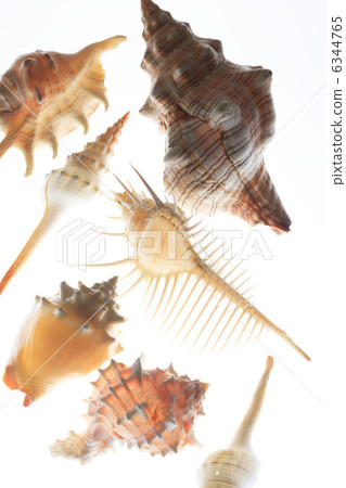 Seashell 6344765