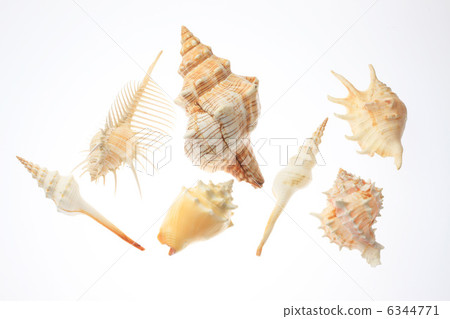 貝殼 6344771