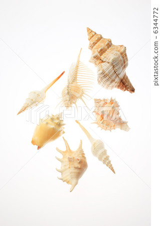 貝殼 6344772