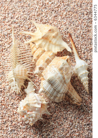 沙子和貝類 6344775