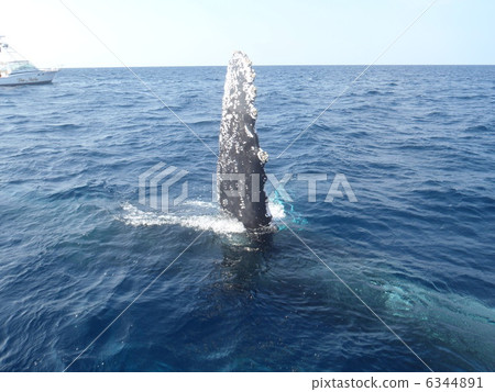 鯨魚的翅膀 6344891