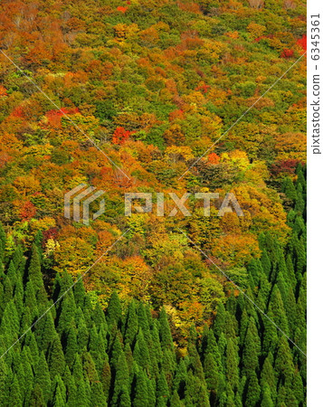 Nanairo no Mori Ohyama 6345361