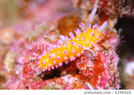 Nuushi Nuushi 6346420