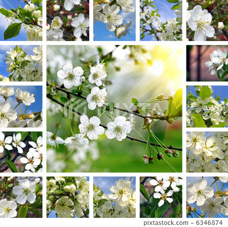 Spring trees collage Spring trees collage 6346874