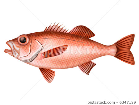 Acanthus（Nodogro） 6347159