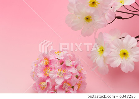 Cherry Blossoms   6347285