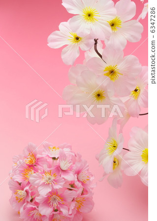 Cherry Blossoms Cherry Blossoms 6347286