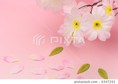 Cherry Blossoms Cherry Blossoms 6347291