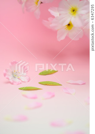 Cherry Blossoms   6347295