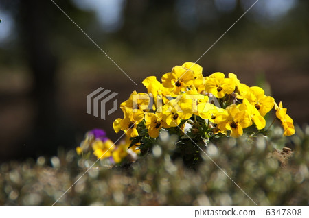 中提琴 中提琴 6347808