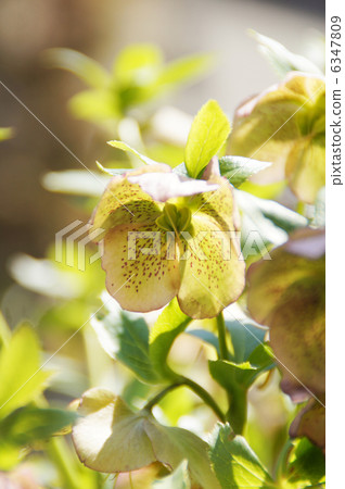 Christmas rose Christmas rose 6347809
