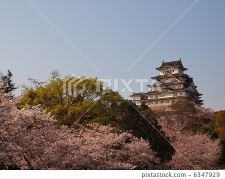Cherry blossoming Himeji castle 6347929