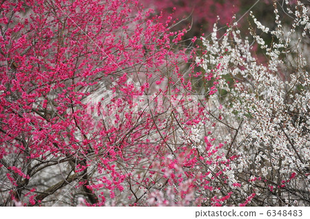 Umenosato Umenosato 6348483