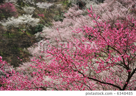 Umenosato Umenosato 6348485