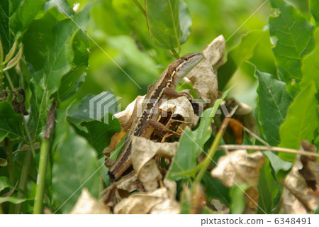 尾巴丟失的尾巴 尾巴丟失的尾巴 6348491